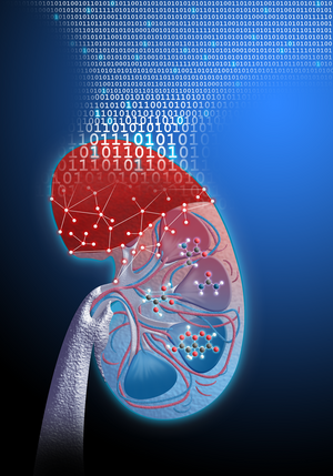 Die Ergebnisse der „UMBRELLA“-Studie werden auf der „Kidney Week“ in Washington veröffentlicht.